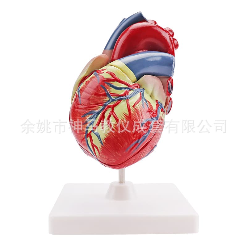 33207 Three-times-large human heart anatomy model, 3:1 scale, two-part human internal organ medical anatomy model