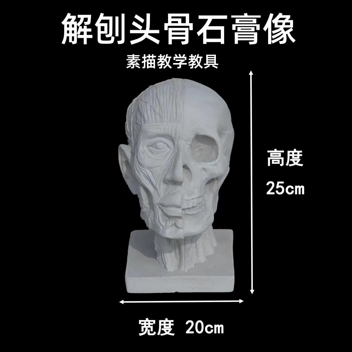 Anatomical Skull Plaster Statue Plaster Head Teaching Tool Mold Sketch Still Life Art Head Still Life Ornament