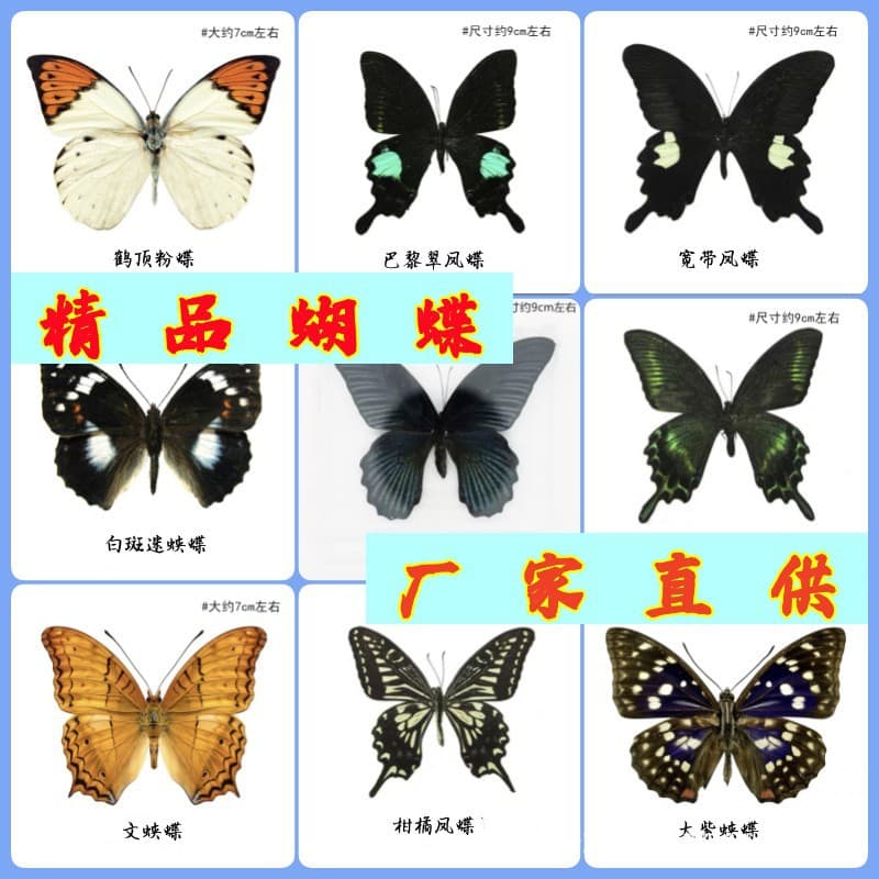 Factory direct sales of real butterfly specimens with spread wings, ideal for kindergarten teaching, science exhibits, and creative photography props.