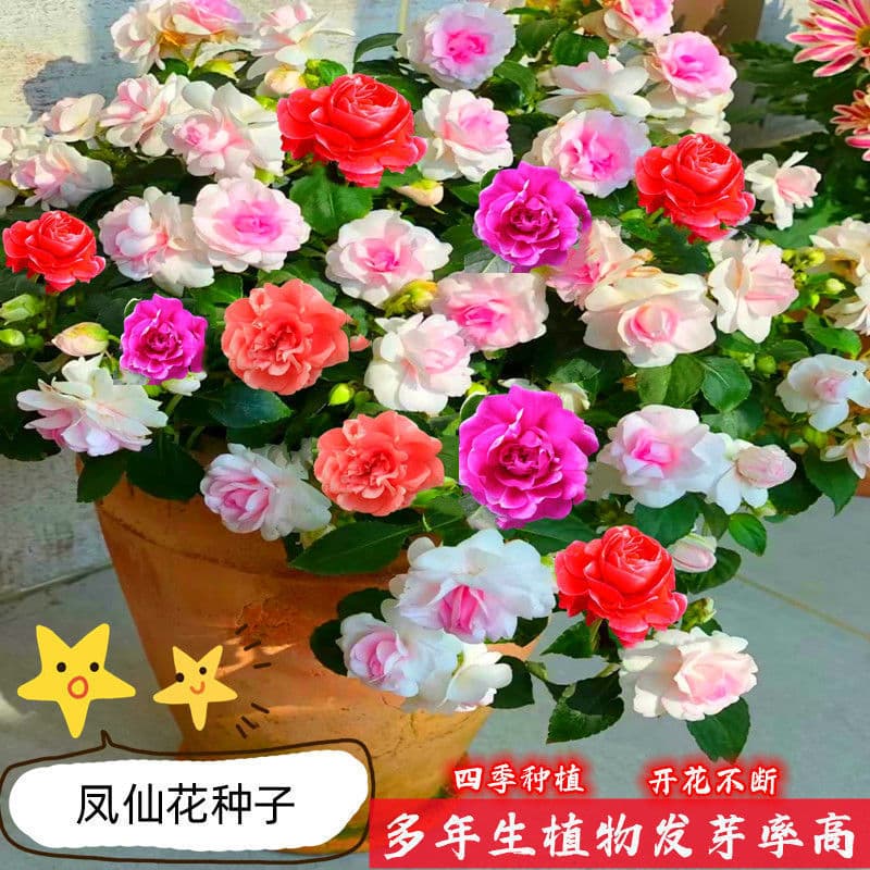 Double-petaled impatiens seeds, henna impatiens, camellias, easy to sow in all seasons, courtyard balcony, potted flower seeds