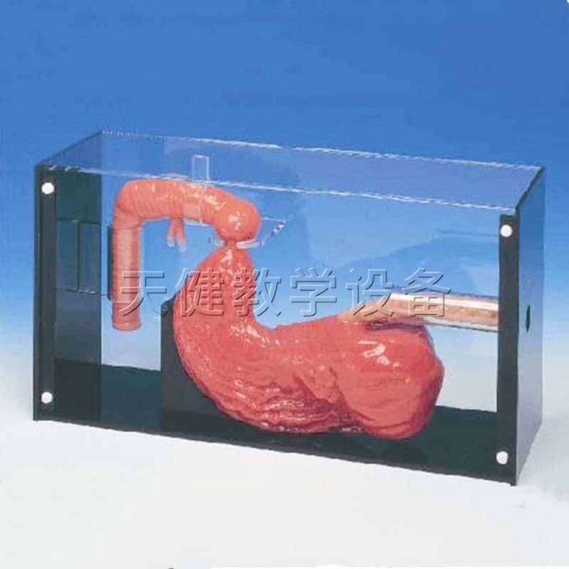 Gastroscopy and ERCP Training Model Human Body Model Medical Skills Training and Assessment