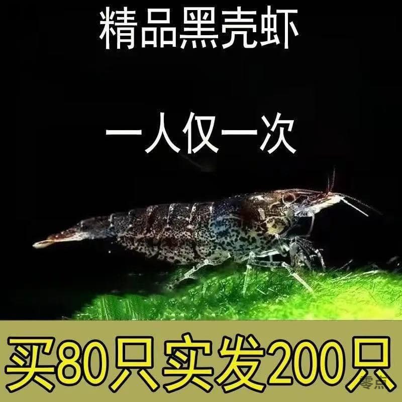 Large Black Shell Shrimp for Algae Removal, Aquarium Cleaner, Dragon Fish Food, Ornamental Shrimp, Tool Shrimp, Grass Shrimp