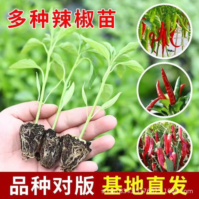 Pepper seedlings shipped with soil, including screw pepper, facing heaven pepper, long line pepper, thin-skinned pepper, ox horn pepper, bell pepper (sweet pepper), in stock