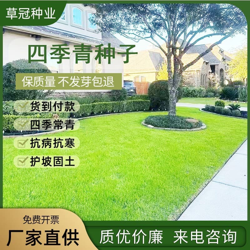 Lawn seeds, slope protection grass seeds, ryegrass, tall fescue, dwarf evergreen, Bermuda grass, carpet grass, drought-resistant bermudagrass