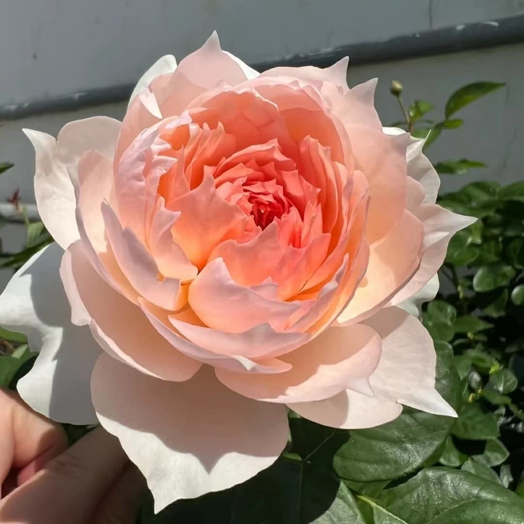 Monica David Rose Seedlings, Four-Season Potted Flowers, Climbing Plants, Vines, Rose Trees, Green Plants