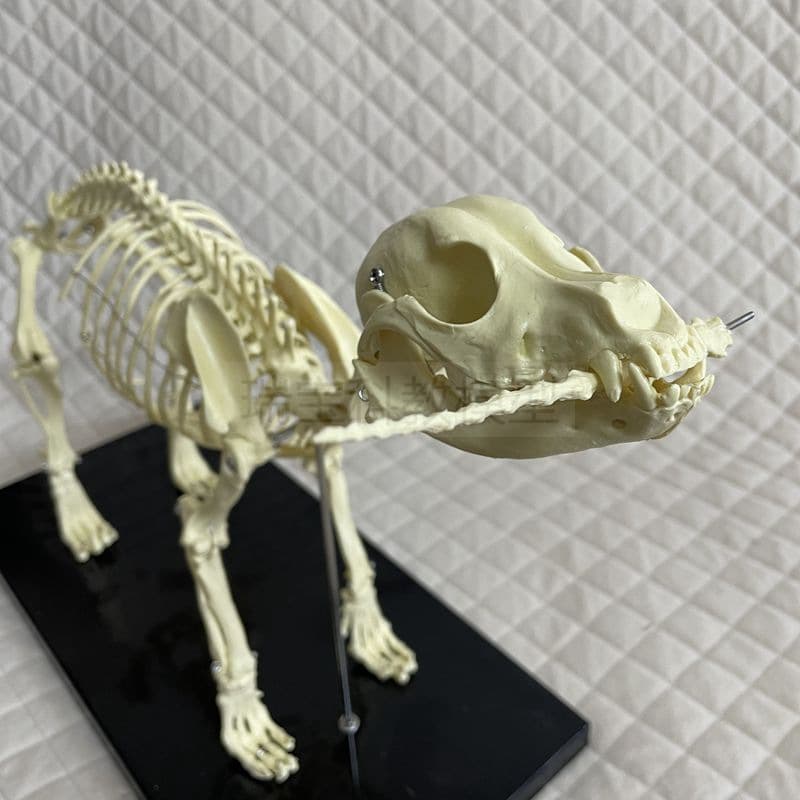Dog Skeleton Model Simulated Plastic Specimen Canine Skull Animal Anatomy Veterinary Pet Cat Bone Static Display