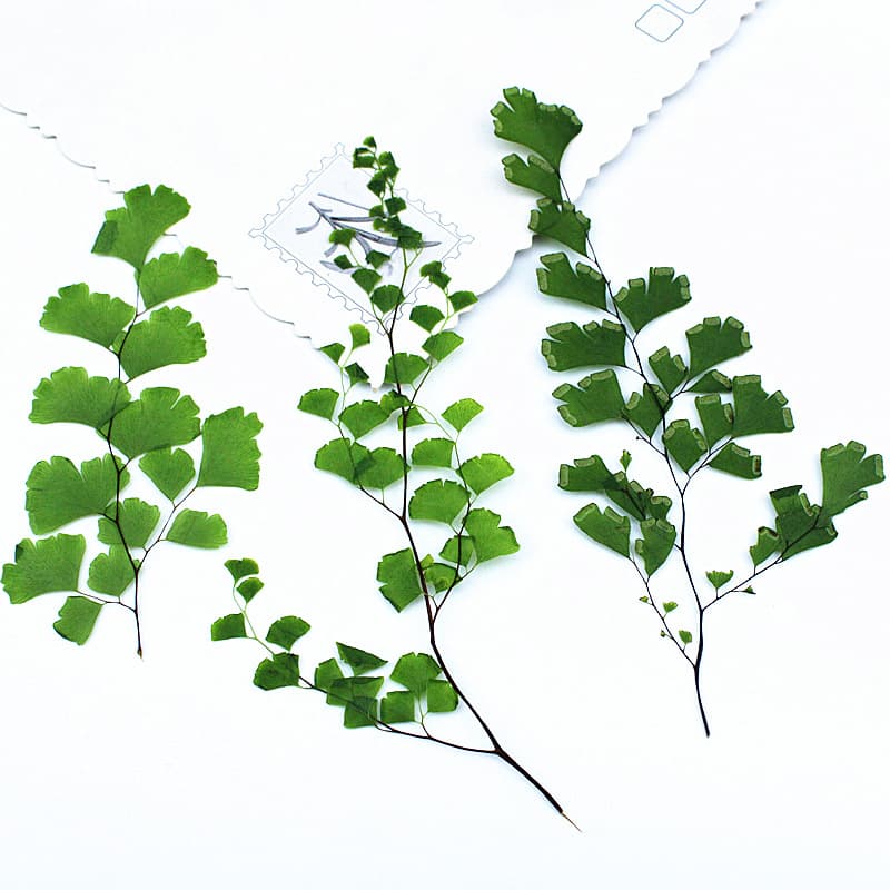 Maidenhair Fern Real Leaf Pressed Flower Phone Case, Pressed Flower Art, Plant Specimen, Dried Flower Bookmark, Face Decoration Dried Flower