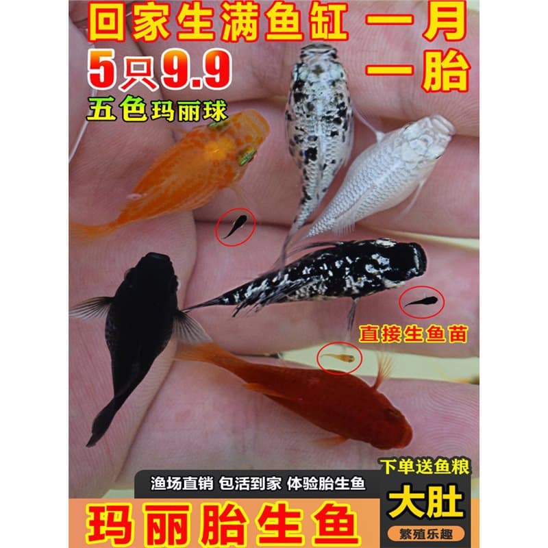 Molly Fish Mickey Mouse Fish Suitable for Small Tanks, Easy for Beginners, Coldwater Fish, Guppy, Small Tank Ornamental Fish