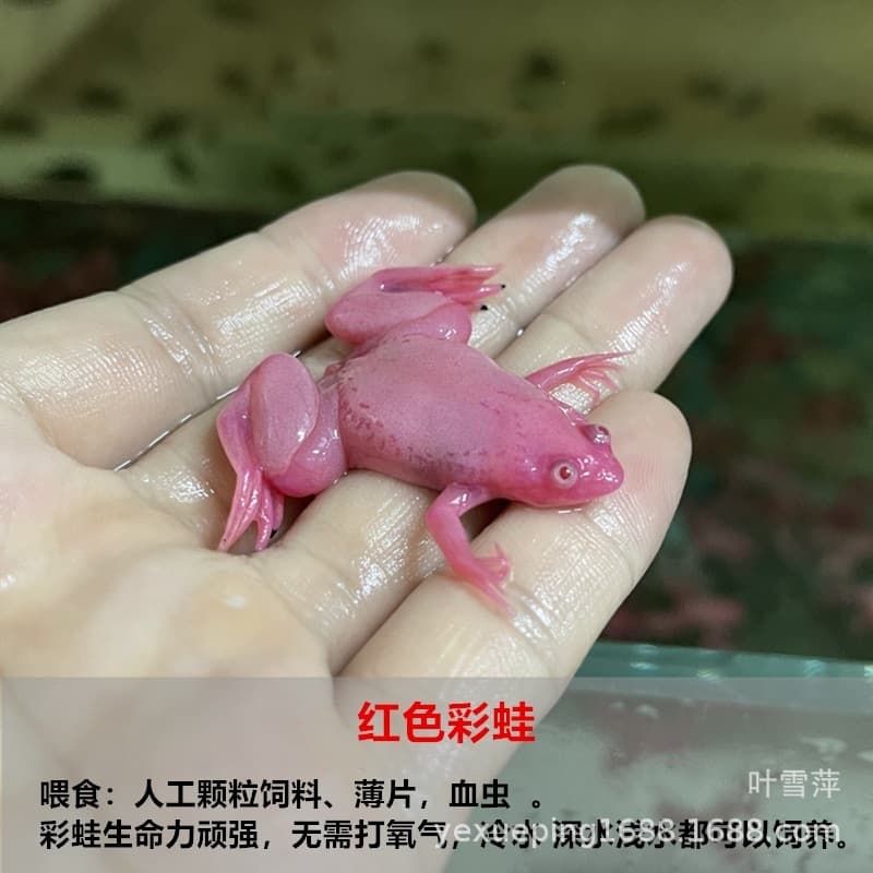 Ornamental Frog, Golden Frog, Colorful Frog, Arowana Feed, Children's Pet, Horned Frog, Live Freshwater, Cold Water, Easy to Keep, Hardy Frog