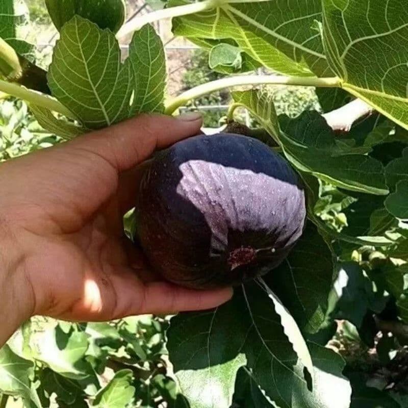 Chinese Purple Fig seedlings, suitable for planting in both northern and southern regions, are exceptionally sweet with abundant juice, cold-resistant, frost-resistant, and guaranteed to bear fruit.