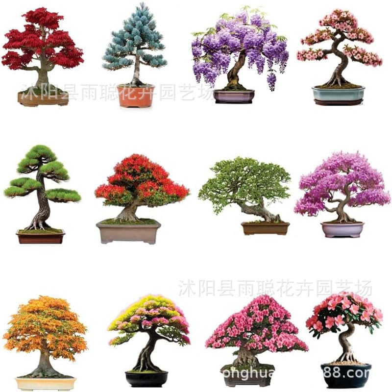 Black Pine Tree Seeds Bonsai Tree Seeds Cross-border Pine Tree Seeds Home Garden Ornamental Indoor Potted Plant Seeds