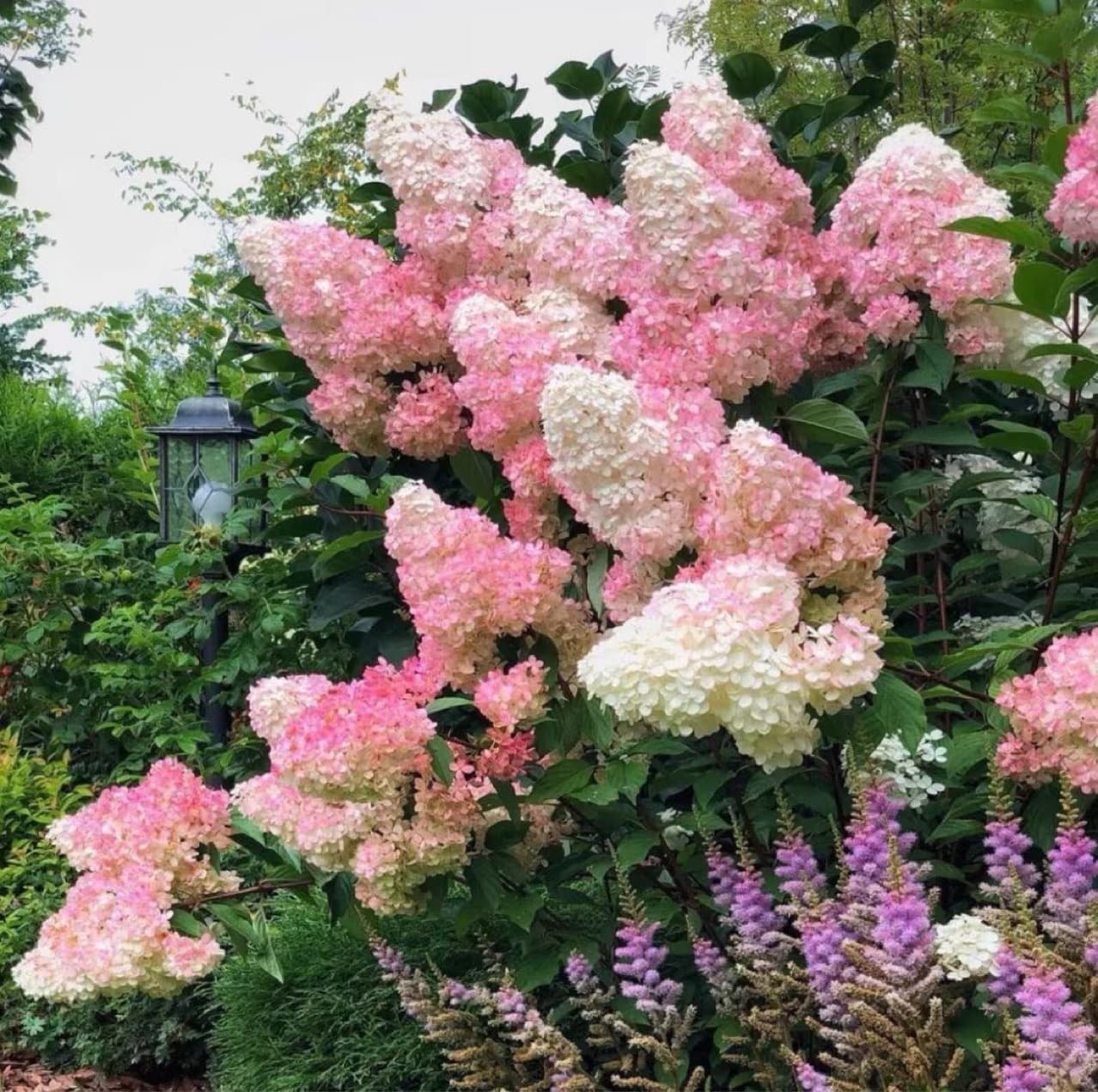 European Cone Vanilla Strawberry Pagoda Hydrangea Sapling Stump Buckwood Hydrangea Sapling Super Bella Anna