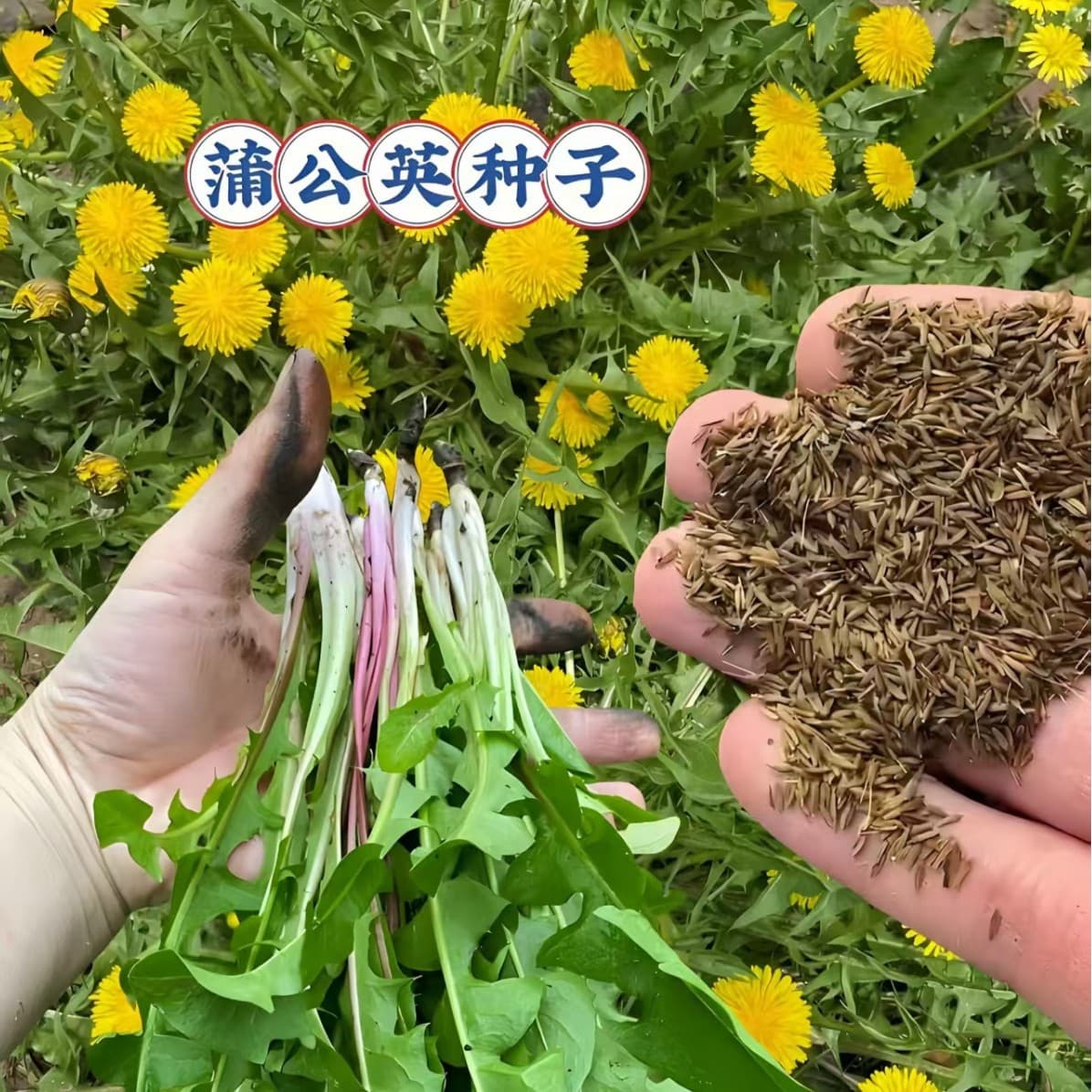Dandelion Seeds Wild Dandelion Seeds Fresh Chinese Medicinal Herb Edible Dandelion Seeds Four Seasons Dandelion Seeds
