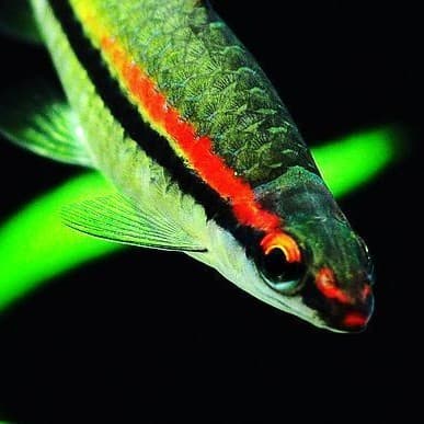 Yimei Taoist Mermaid, Hongmei Taoist, Yimei Tropical Fish, Ornamental Live Small Fish Wholesale