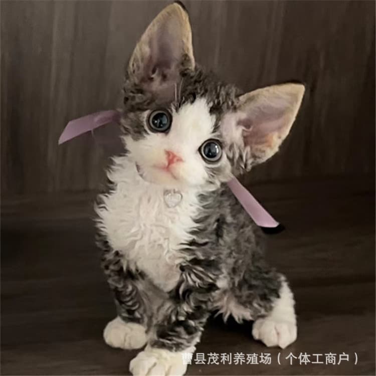 Purebred Devon Rex Kitten Live Tricolor Devon Rex Kitten Chinchilla Napoleon Kitten Live Cat