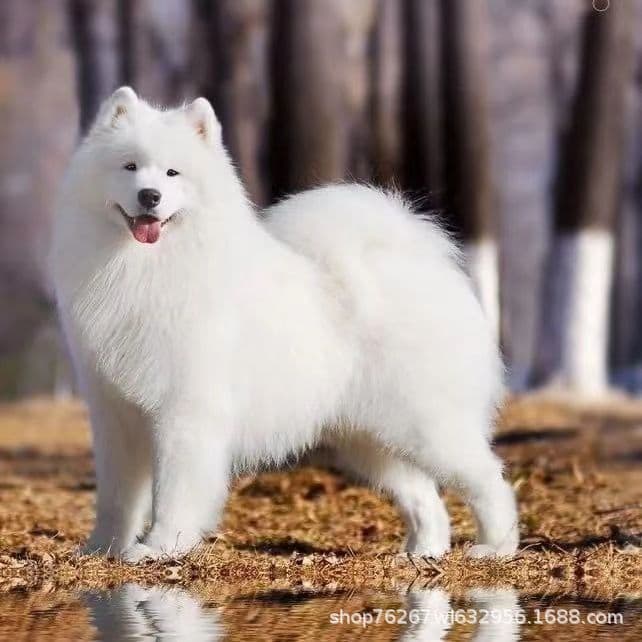 Samoyed Sled Dog Puppies, Puppies, Bear Version Samoyed, Medium-sized Companion Dogs, Toy Dogs, Live Pet Dogs