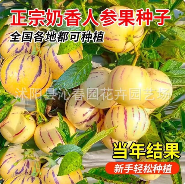Genuine Ginseng Fruit Seeds Perennial Fruit Seeds Four-Season Sowing Ginseng Fruit Tree Seeds Garden Potted Plant Seeds
