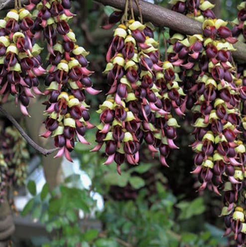 Mucuna sempervirens seedlings, Wisteria vine seedlings, climbing plants / Evergreen Mucuna flower seedlings / Birdflower seedlings / Golden yellow flowers