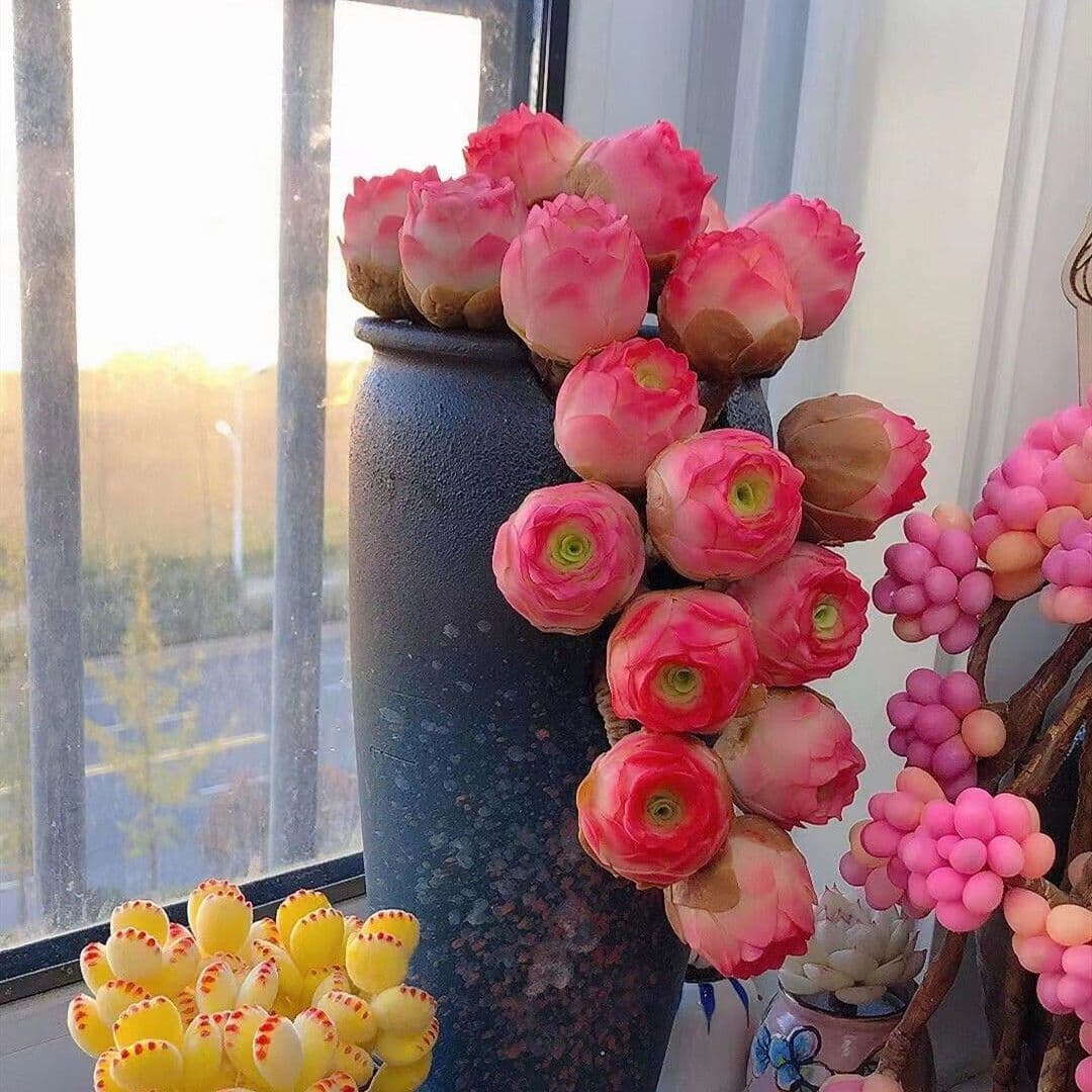 Egg Mountain Rose Peach Rose Yellow Pink Mountain Emerald Ball Succulent Plant Radiation Protection Potted Succulent