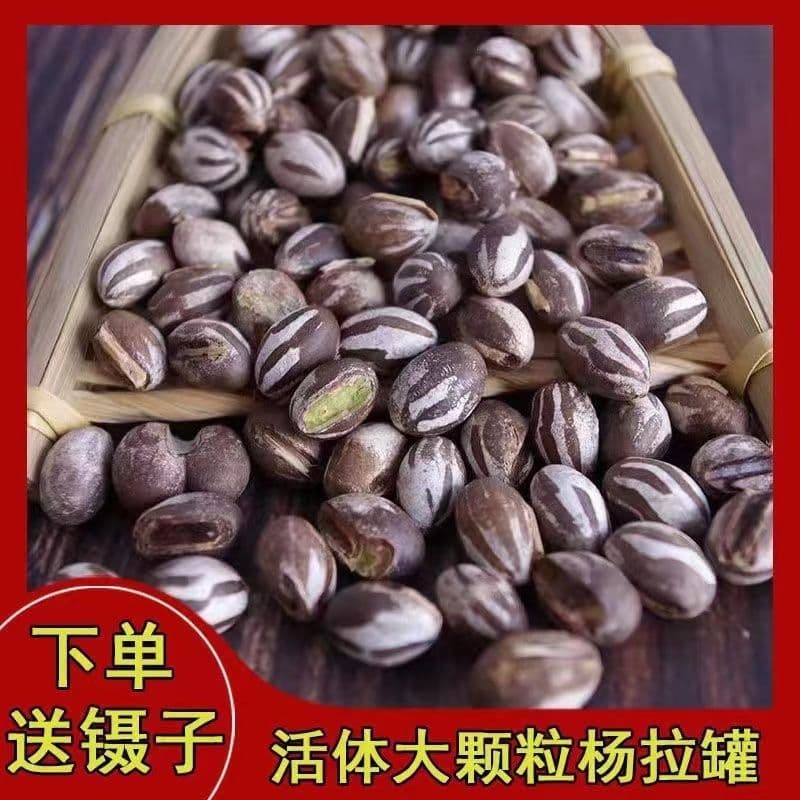 Yang La Guan Student Dormitory Tank Insect Hamster Parrot Squirrel Sugar Glider Golden Hamster Snack High Protein Weight Gain