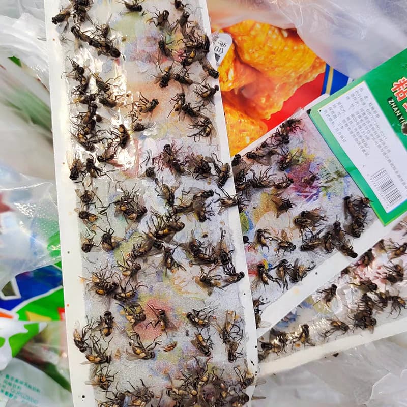 Drop Shipping Fly Sticky Ribbon Double-Sided Strong Fly Paper Fly Sticker Fly Board Mosquito Repellent Tape Insect Sticky Tape