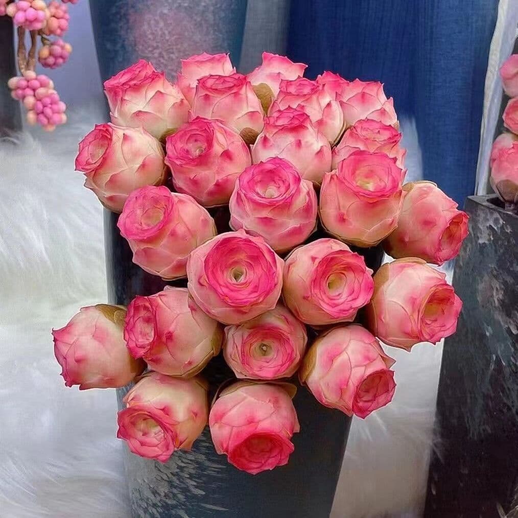 Egg Mountain Rose Peach Rose Yellow Pink Mountain Emerald Ball Succulent Plant Radiation Protection Potted Succulent