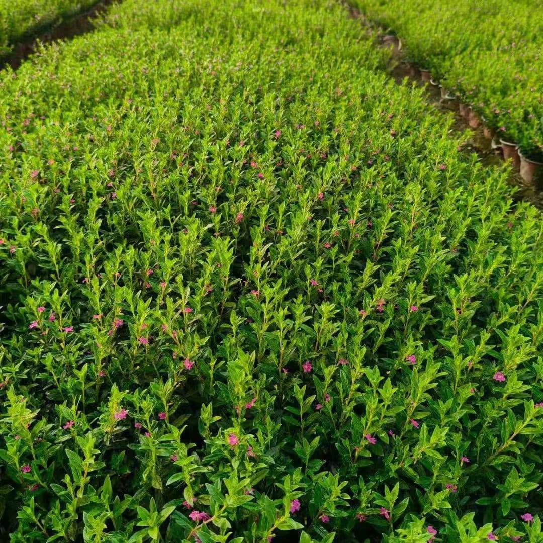 Baby's Breath Cup Seedlings Purple Baby's Breath Plant Wholesale Cuphea Hyssopifolia Red Baby's Breath Landscape Greening Seedlings Supply