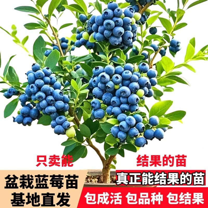 Blueberry Tree Sapling Emerald Fruit Tree Sapling Easy to Grow in North and South Rabbit Eye Extra Large Sapling Blueberry Potted Plant with Fruit