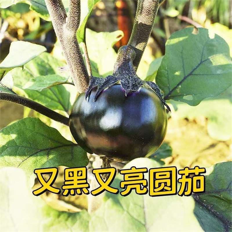 Round Eggplant Seedlings, High-Yield Black-Purple Vegetables, Extra-Large Round Vegetable Seedlings, Eggplant Seeds, Seedling Varieties, Eggplant Seedlings