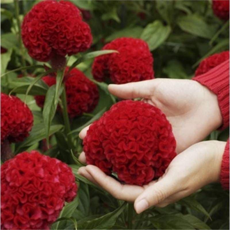 Cockscomb seeds, colorful phoenix-tailed cockscomb seeds, outdoor drought-resistant and easy-to-live four-season potted flower seeds