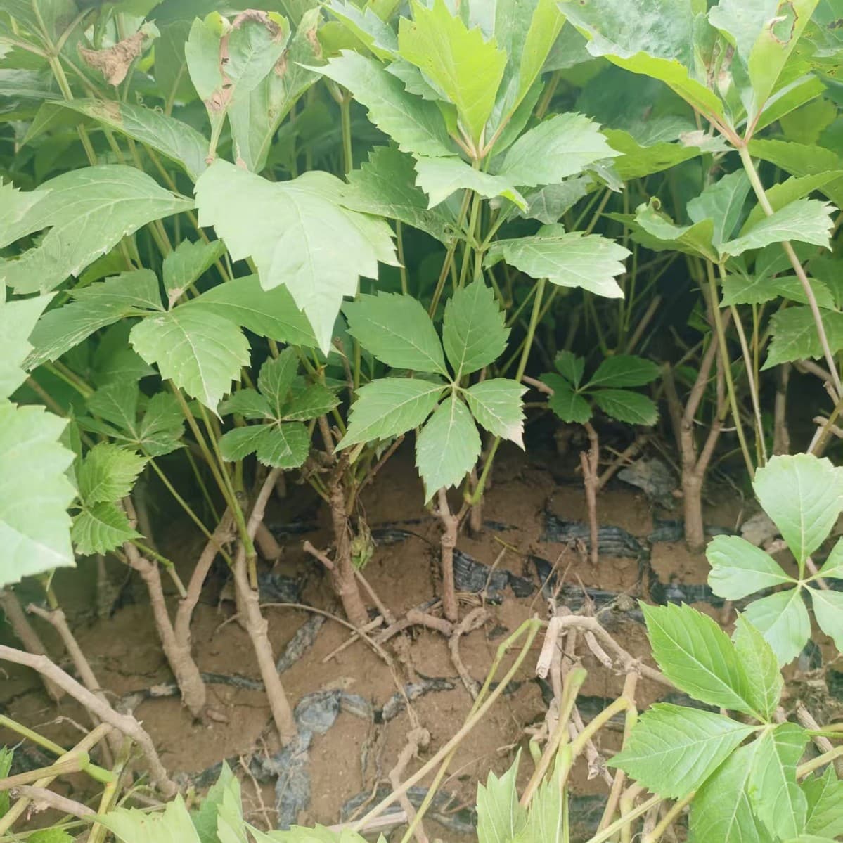 Five-Leaf Climbing Vine Wholesale, Slope Protection Climbing Plant, Hardy for Xinjiang and Xizang Greening