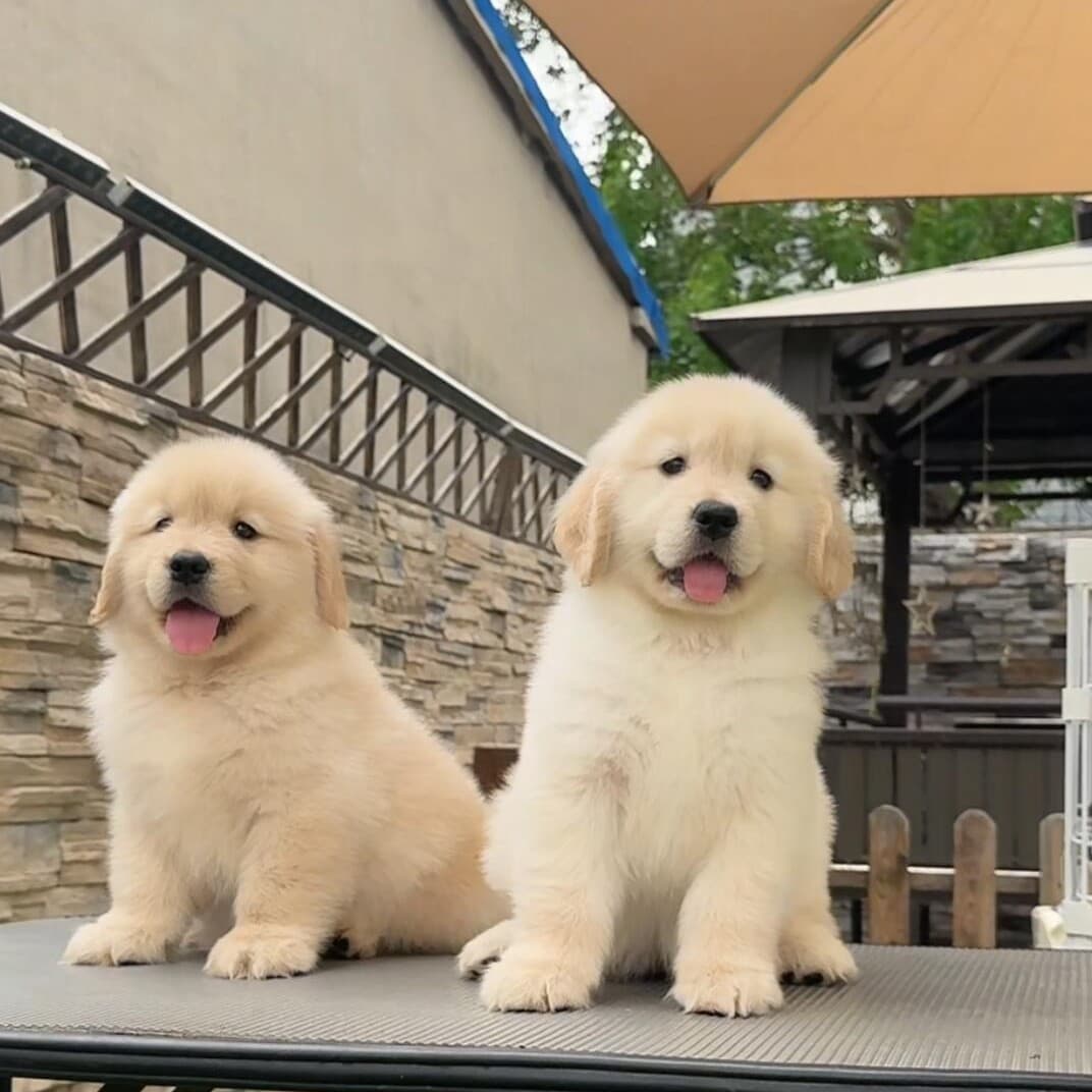 Purebred Golden Retriever Puppy, Live Working Dog, Retriever, Guard Dog, Pet Dog, Already Vaccinated