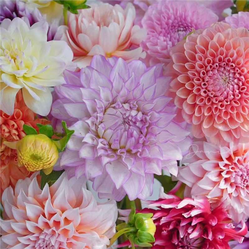 Dahlia Bulbs for Garden Planting, Potted Flowers, Easy to Grow, Dahlia Flower Seeds