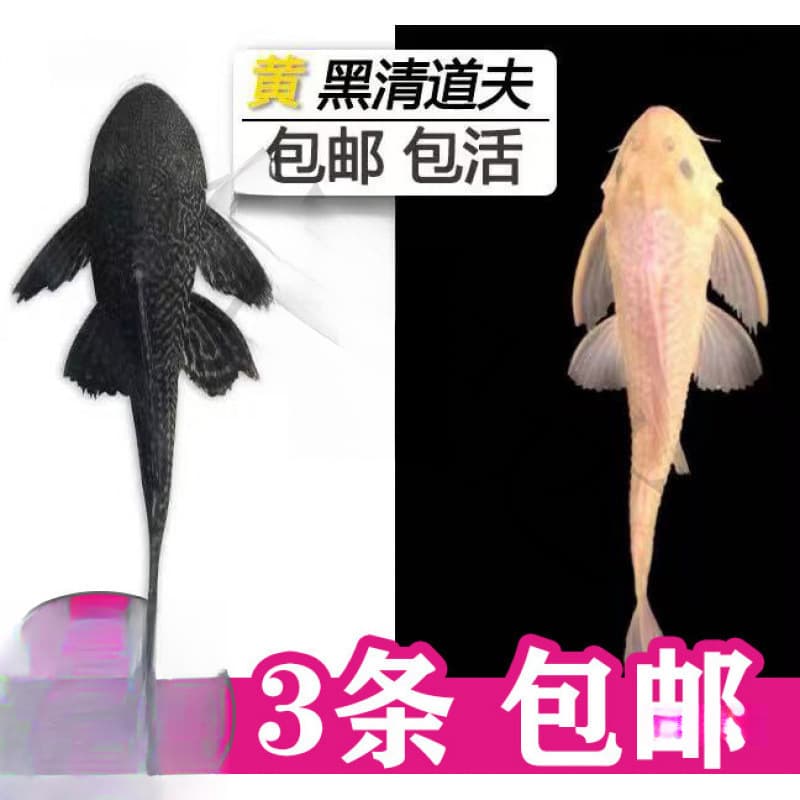 Cleaner Fish for Aquarium, Tropical Freshwater Cold Water, Eats Waste and Algae, Gold Algae Eater