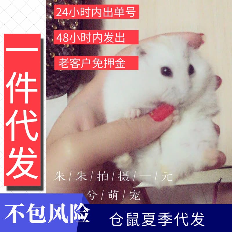 2026 Drop Shipping Small Hamster: Three-Line Pudding, Purple, Silver Fox, Live Animal, Golden Bear, Long-Haired Bear, Curly Bear, No Risk Coverage