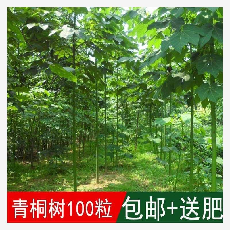 2019 Newly Harvested Forest Tree Species: Phoenix Tree Seeds, Bronze Tree, Green Bark Parasol Tree, Street Tree Species, French Plane Tree Seeds