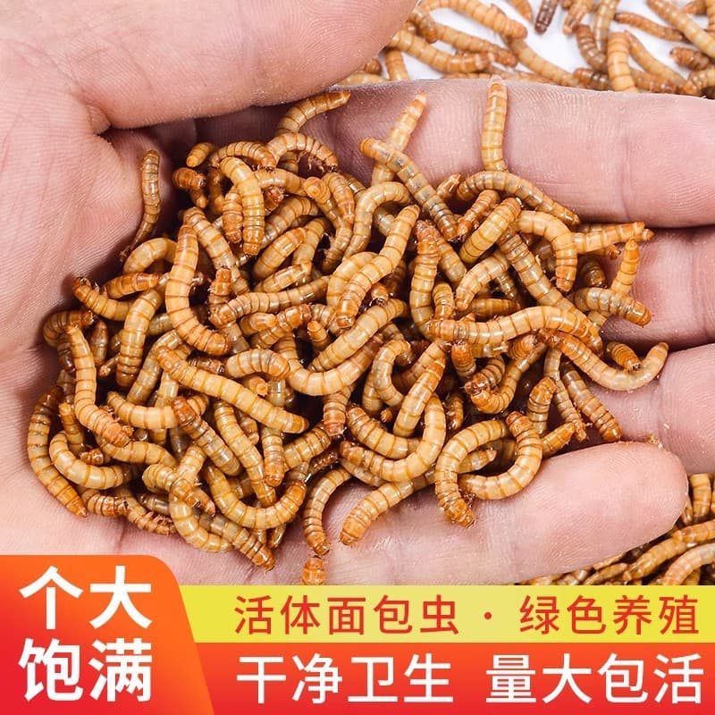 Live Mealworms, Yellow Mealworms, Live Feed for Arowana, Turtles, Hamsters, Superworms, Hwamei Birds, Mynah Larvae, and Fishing