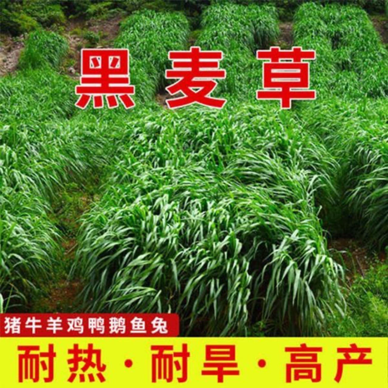 Ryegrass seed seeds, four-season perennial cold-resistant pasture seeds, livestock breeding grass seeds, feeding chickens, cattle, sheep, fish grass