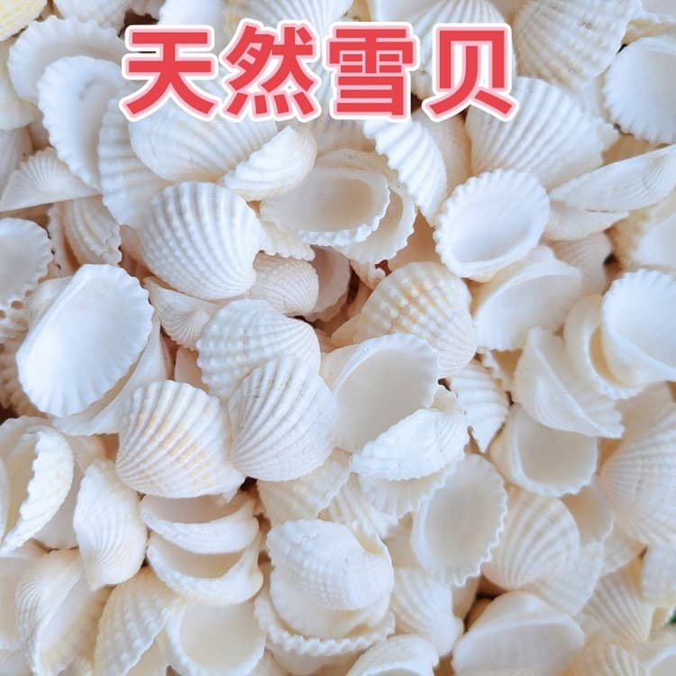 Natural White Blood Shell Conch Snow Shell Home Aquarium Decoration DIY Handmade Accessories Sold by Weight Wholesale