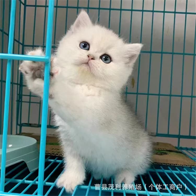 British Shorthair Shaded Cat Live Stock Wholesale Pure Silver Shaded Kitten Live Short-legged Blue Golden Shaded Kitten For Sale