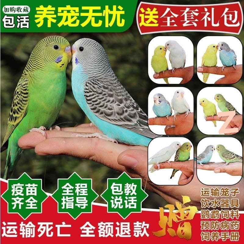 Parrot Live Bird Live Budgie Small Bird Live Talking Bird Live Bird Pet Parrot Free Shipping Live