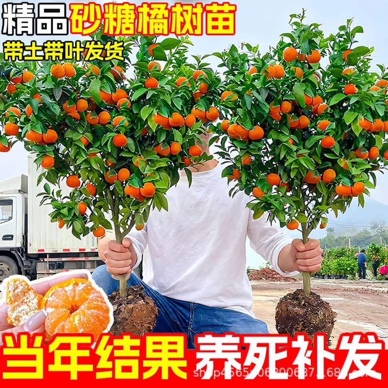 Sugar Orange Tree Seedlings Grafted Orange Seedlings for Ground Planting and Potted Cultivation, Suitable for Southern and Northern Planting, Seedless Sugar Orange Fruit Tree Seedlings