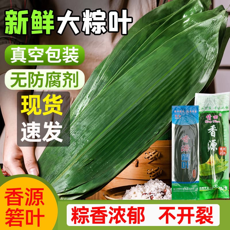 Fresh Zongzi Leaves Large Size Xiangyuan Ruo Leaves Selected Special Leaves for Making Zongzi Dragon Boat Festival Fresh Extra Large Size