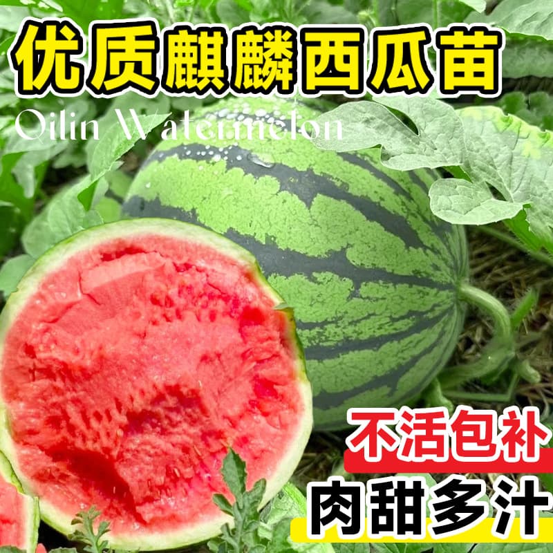 Rock Sugar Kirin Watermelon Seedlings, Potted Fruit Seedlings, Suitable for Both Northern and Southern Planting, Direct from the Source Base