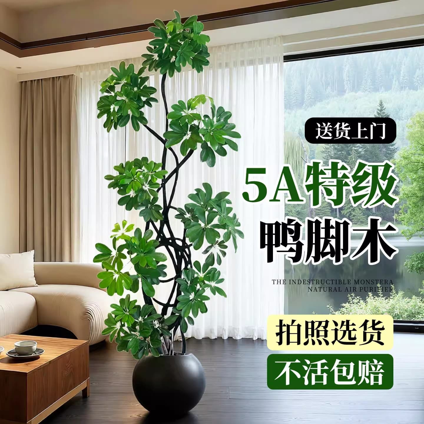 Duck foot wood living room large potted plant high-end green plant indoor prosperous house large plant floor-standing ornament easy to maintain in all seasons