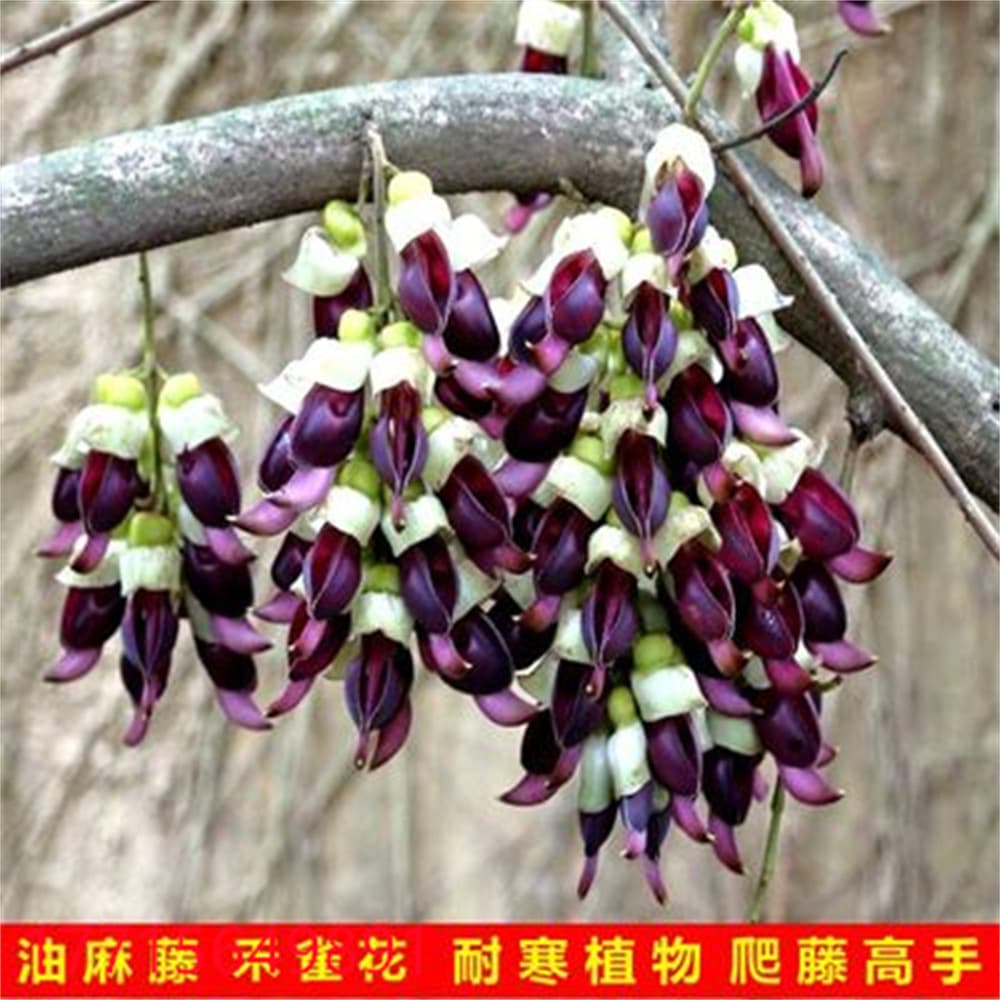 Mucuna birdwoodiana seedling, potted or ground-planted for balcony or courtyard, blooms in the same year as planting, Mucuna birdwoodiana image
