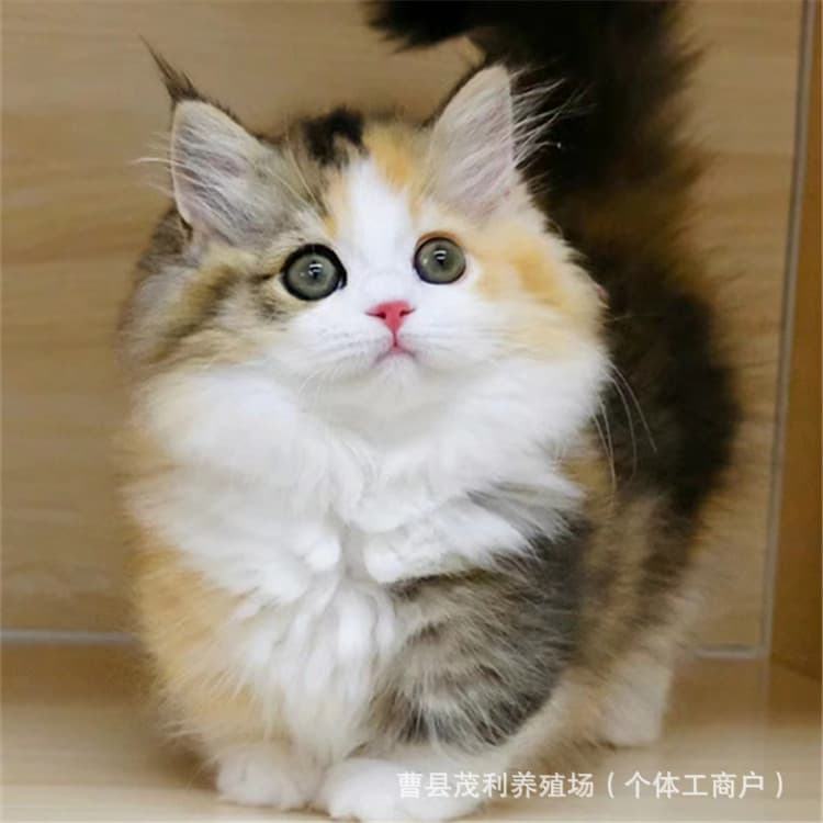 Short-legged cat live pet purebred gradient cat short-legged Napoleon live animal British short calico cat kitten gold gradient