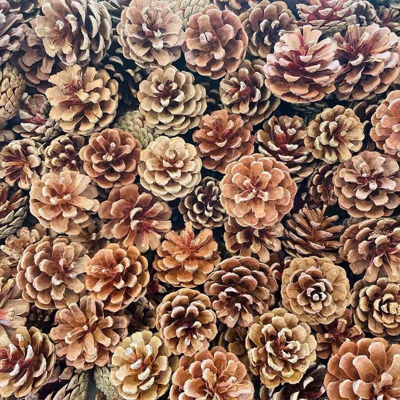 Pinecone Decorations, Pine Cones, Acorns, Dried Flowers, Forest Kindergarten Handmade DIY Environmental Creations, Wild Creative Ornaments