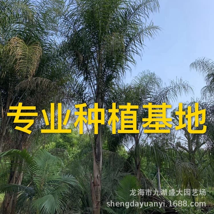 Sichuan Queen Palm direct supply from origin, Fujian Queen Palm price, Queen Palm base, Zhejiang Golden Palm quotation
