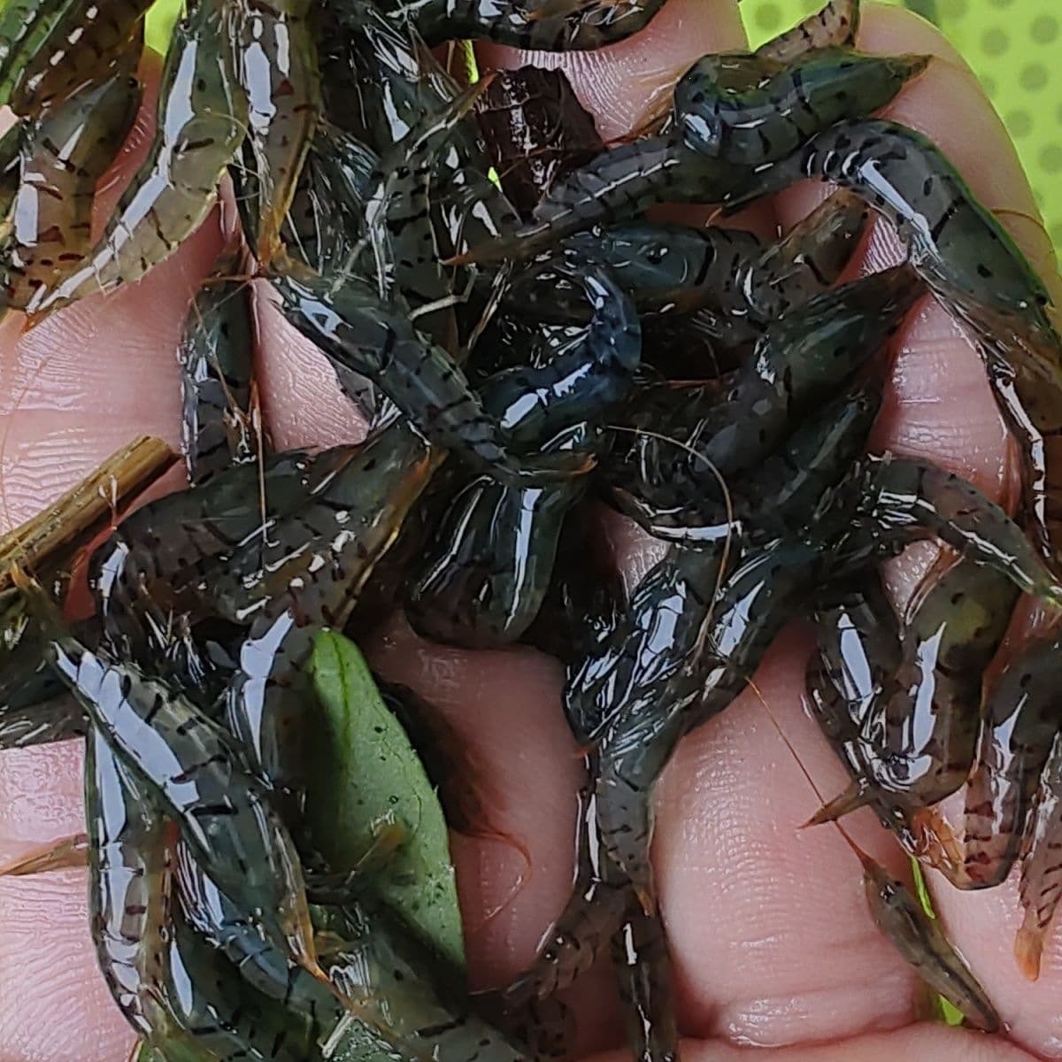 Shrimp Clear Water Bee Shrimp Freshwater Tiger Stripe Wild Tiger Algae Eater Ornamental Shrimp Wild Collected Breeding Shrimp Native Shrimp